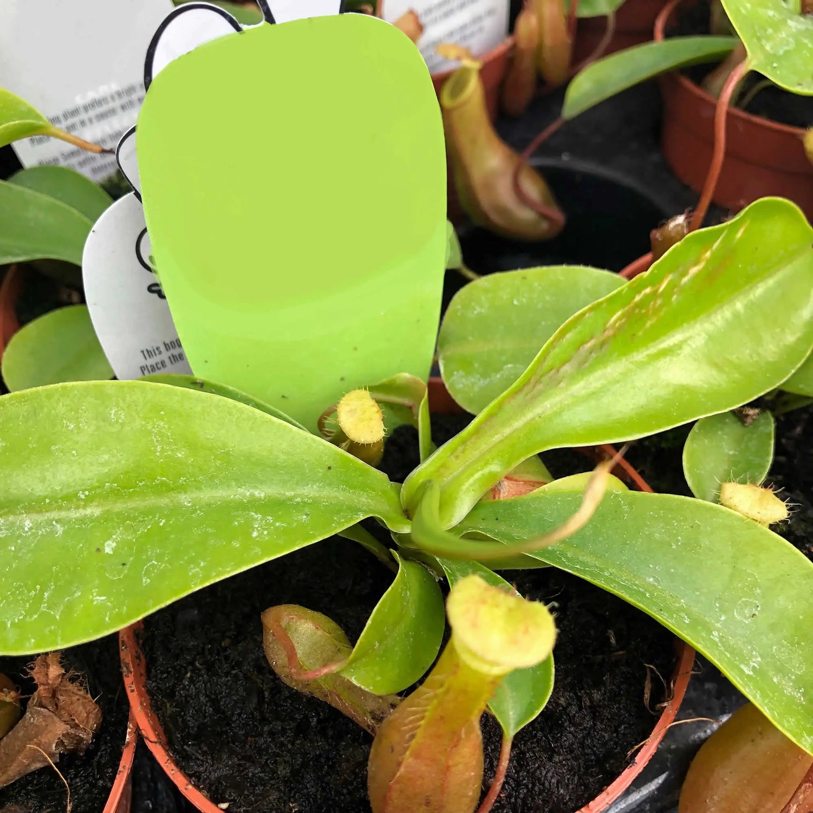 Buy Monkey Cups (Nepenthes sp.) online