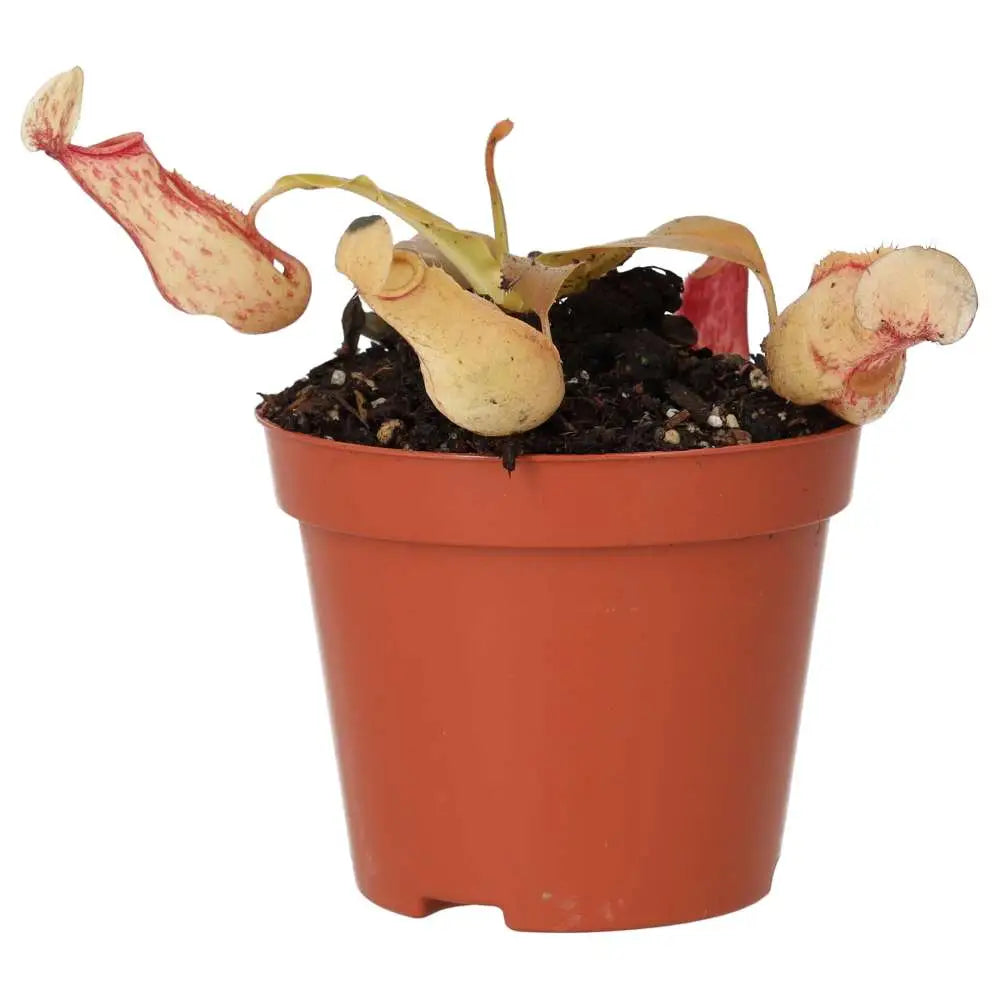 Buy Monkey Cups 'Ventrata' (Nepenthes sp.) online