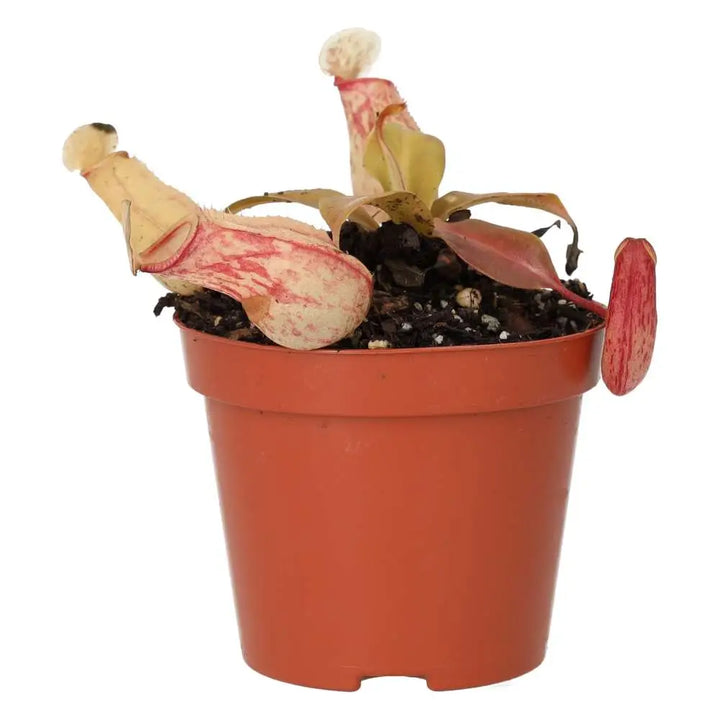 Buy Monkey Cups 'Ventrata' (Nepenthes sp.) online