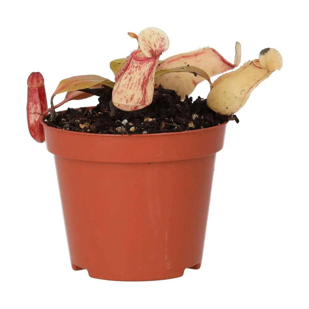 Buy Monkey Cups 'Ventrata' (Nepenthes sp.) online