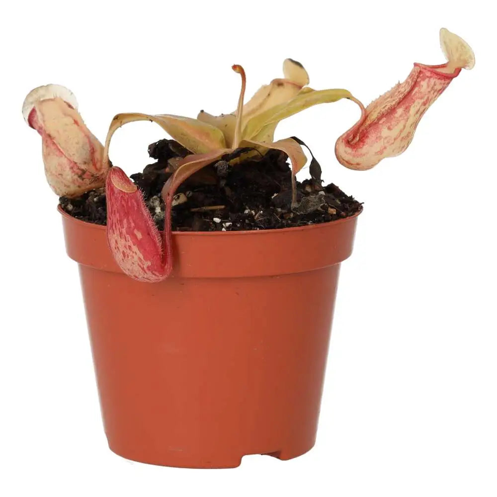 Buy Monkey Cups 'Ventrata' (Nepenthes sp.) online