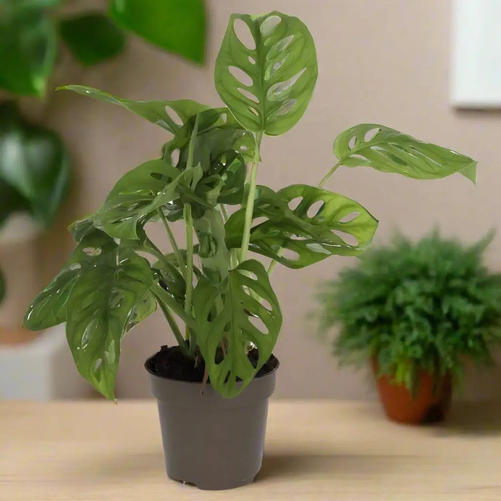Buy Monkey Mask Plant (Monstera adansonii) online