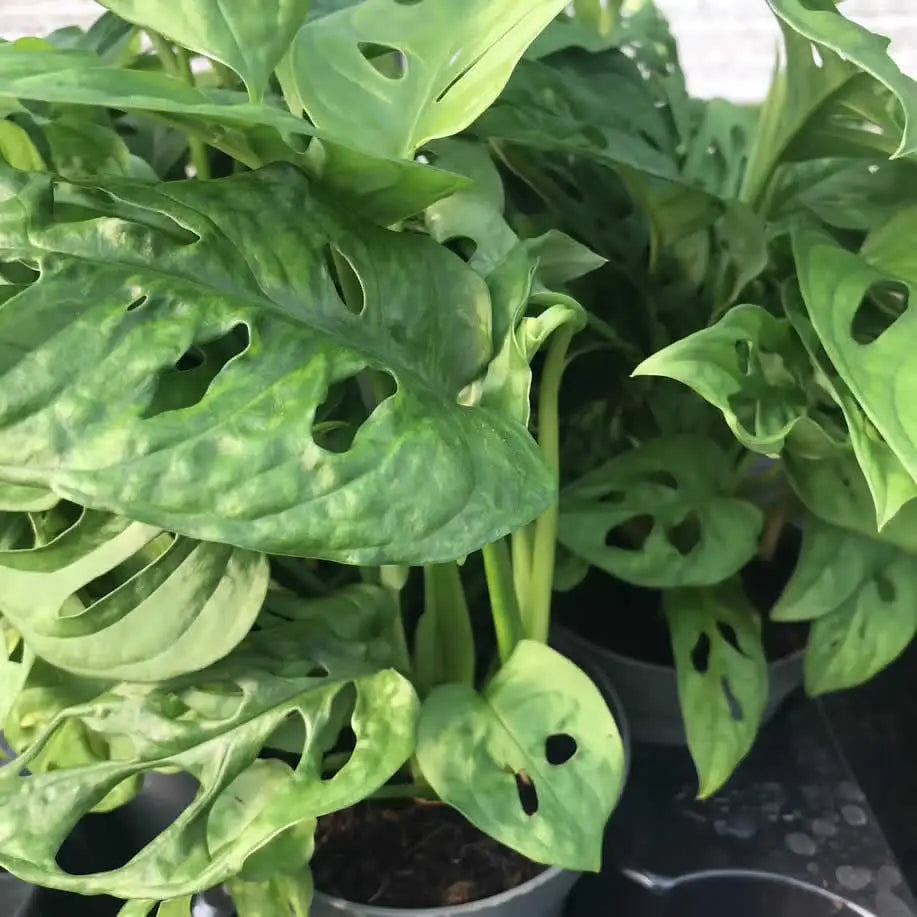 Buy Monkey Mask Plant (Monstera obliqua leichtlinii) online