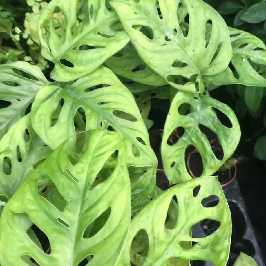 Buy Monkey Mask Plant (Monstera obliqua leichtlinii) online