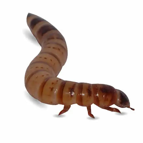 Vers morio congelés de Northampton Reptile Centre