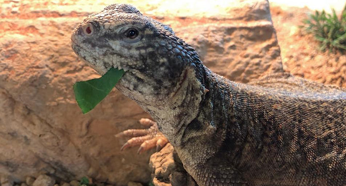 Moroccan Uromastyx Setup