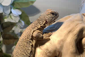 Uromastyx For Sale