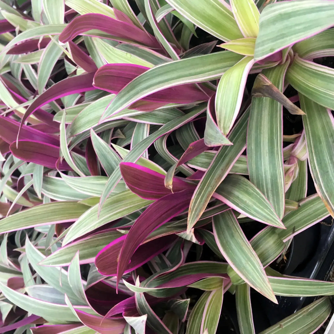 Buy Moses-in-the-cradle (Rhoeo discolor) online