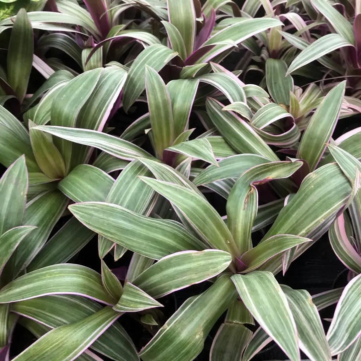 Buy Moses-in-the-cradle (Rhoeo discolor) online