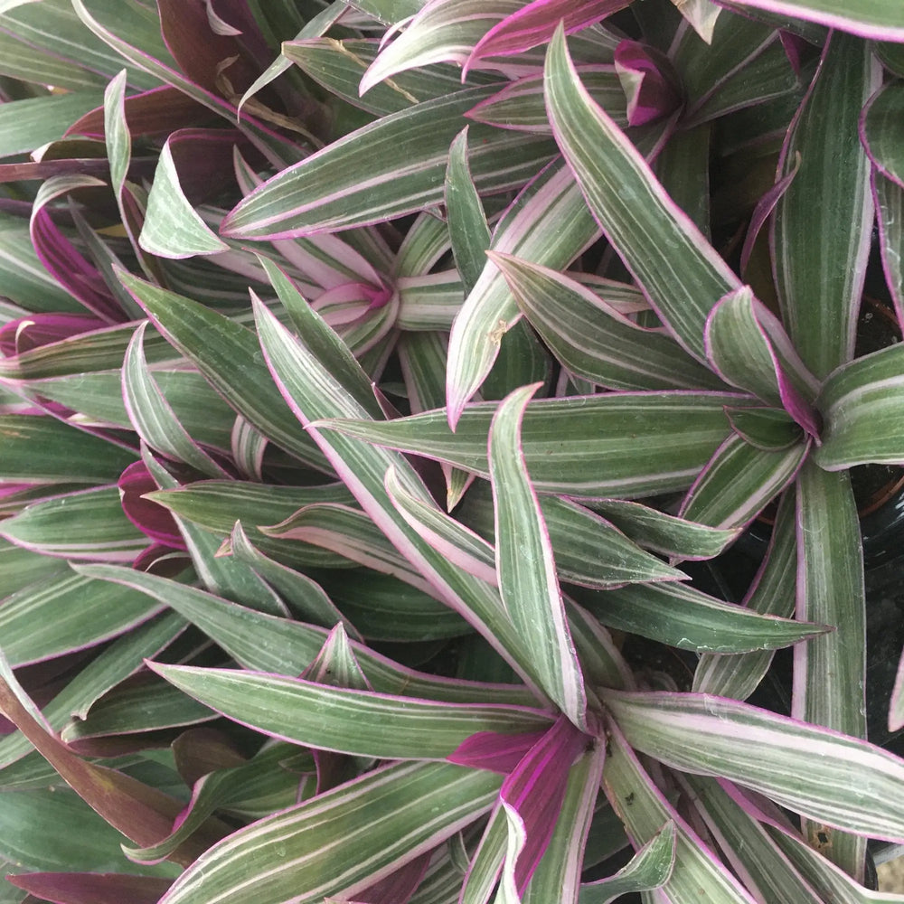 Buy Moses-in-the-cradle (Rhoeo discolor) online