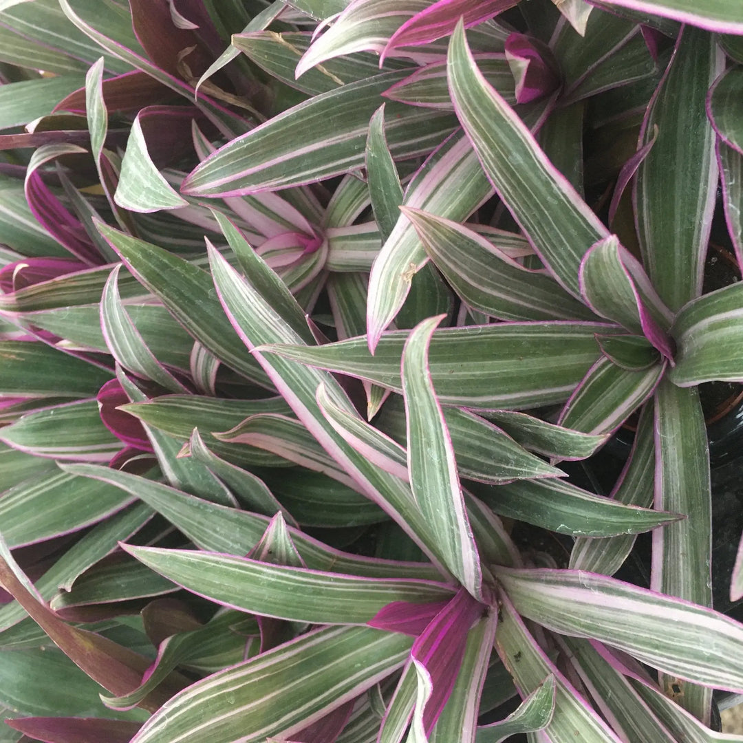 Buy Moses-in-the-cradle (Rhoeo discolor) online