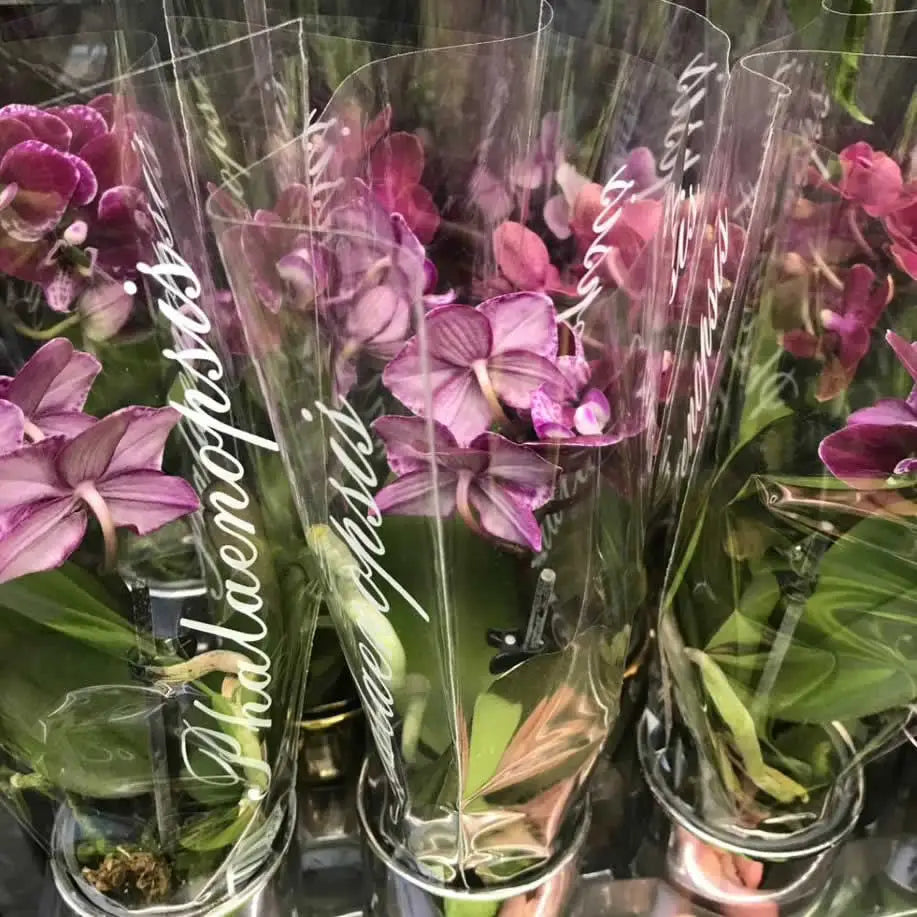 Buy Moth Orchid (Phalaenopsis sp.) - Mixed Colours online