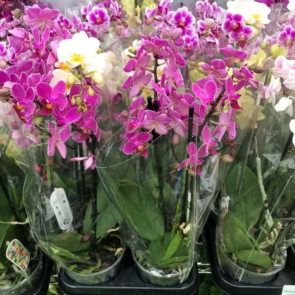 Buy Moth Orchid (Phalaenopsis sp.) - Mixed Colours online