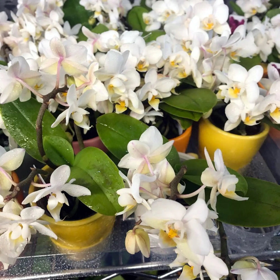 Buy Moth Orchid White (Phalaenopsis sp.) (PPL420S) Online at £9.49 from Reptile Centre