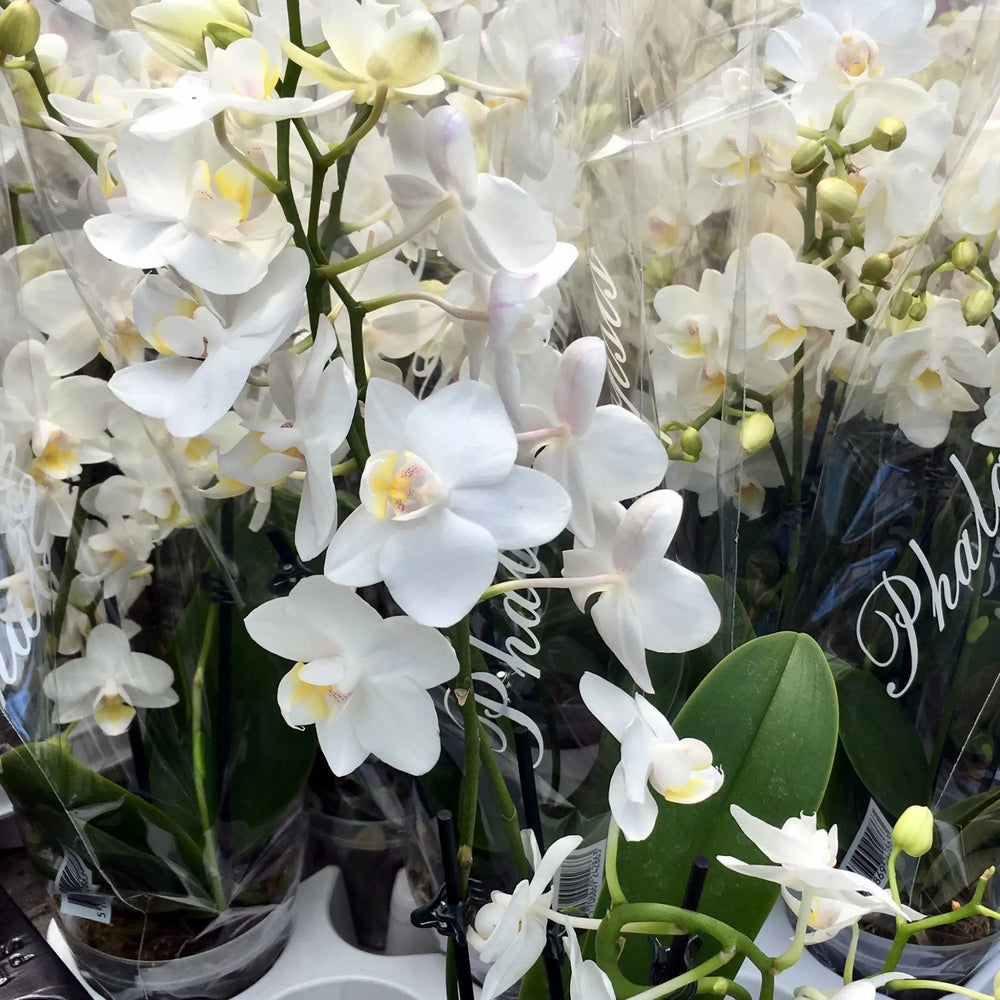 Buy Moth Orchid White (Phalaenopsis sp.) (PPL420) Online at £13.29 from Reptile Centre