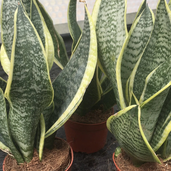 Buy Mother-in-law's Tongue (Sansevieria trifasciata) (PPL036M) Online at £9.49 from Reptile Centre