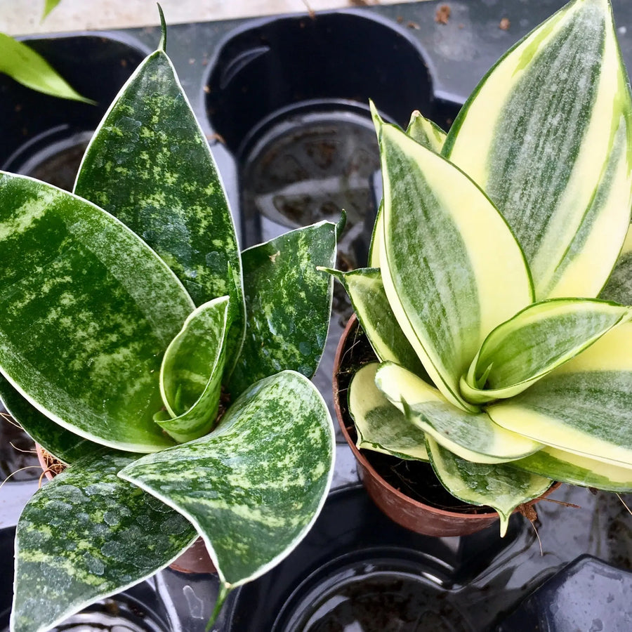 Buy Mother-in-law's Tongue (Sansevieria trifasciata) (PPL036) Online at £8.54 from Reptile Centre