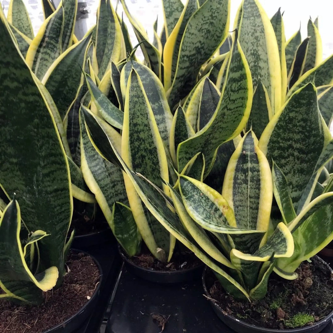 Buy Mother-in-law's Tongue (Sansevieria trifasciata) (PPL036XL) Online at £16.14 from Reptile Centre