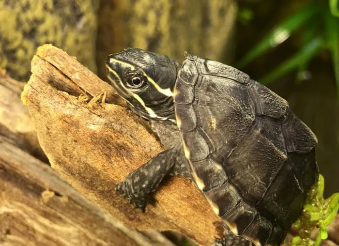 Musk Turtle Setup