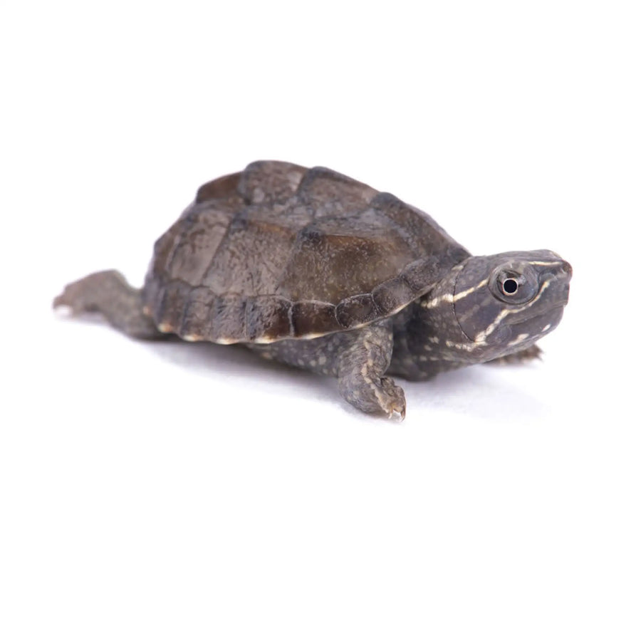 Musk Turtle Setup