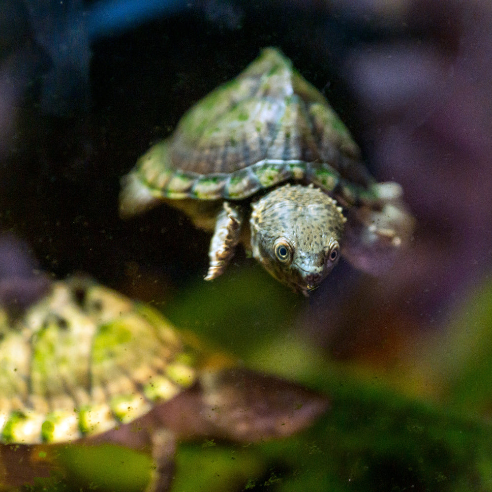 A very small musk turtle swimming towards the camera while another floats behind it.