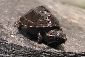 Turtle Docks