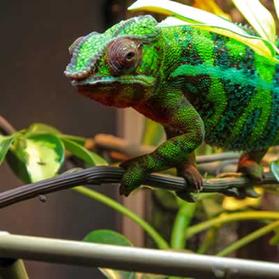 Climbing branches