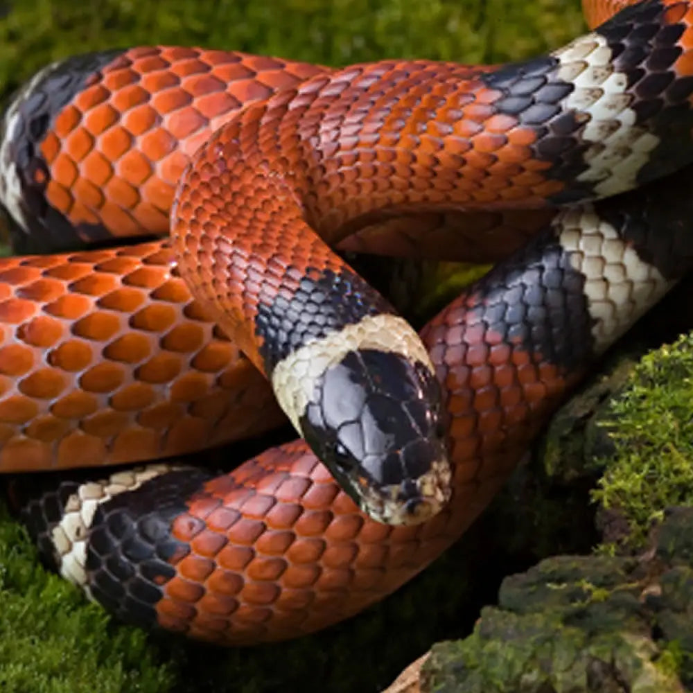 Buy Nelsons Milk Snake Setup online