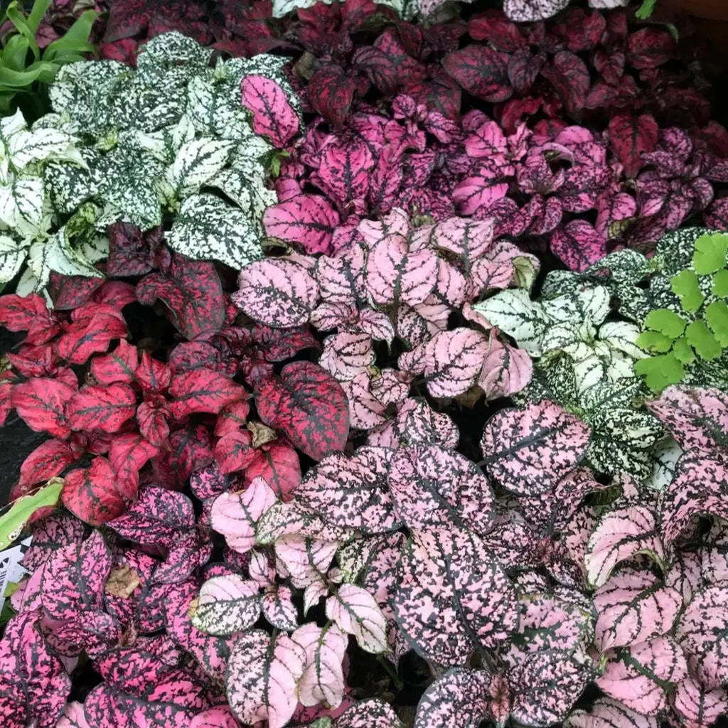 Buy Nerve Plant (Fittonia sp.) online