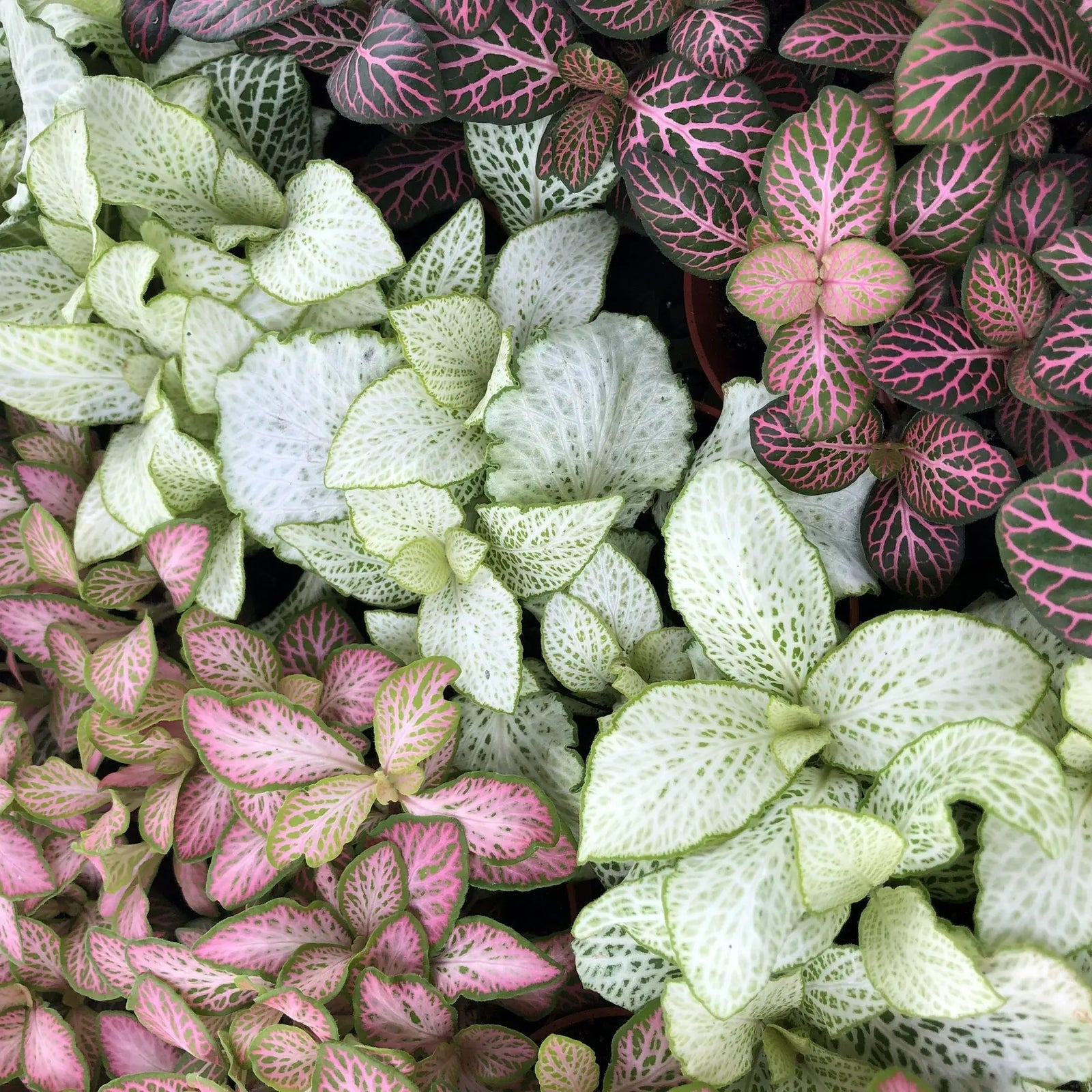 Buy Nerve Plant (Fittonia sp.) online