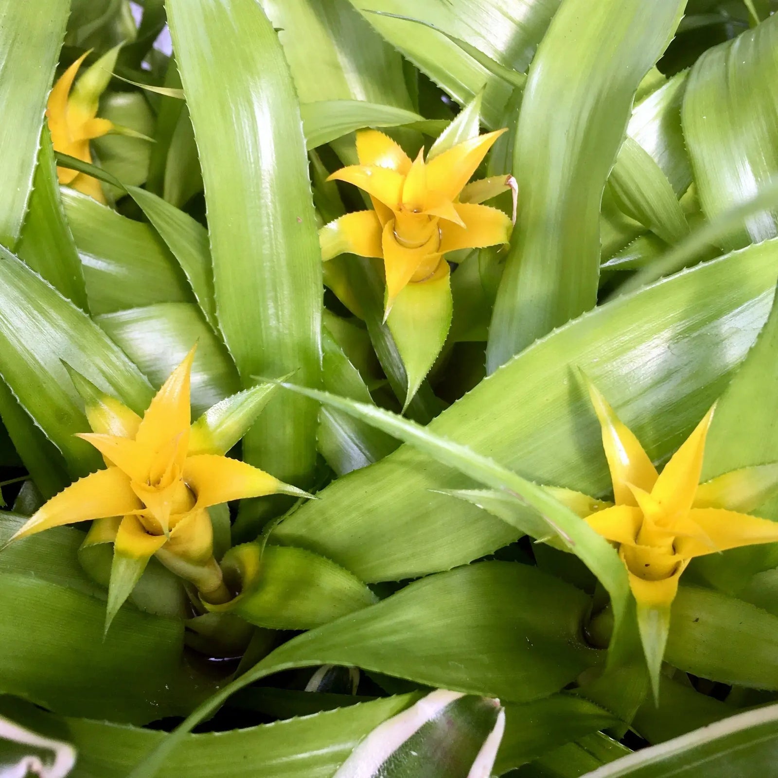Buy Nidularium citrina (Nidularium citrina) online