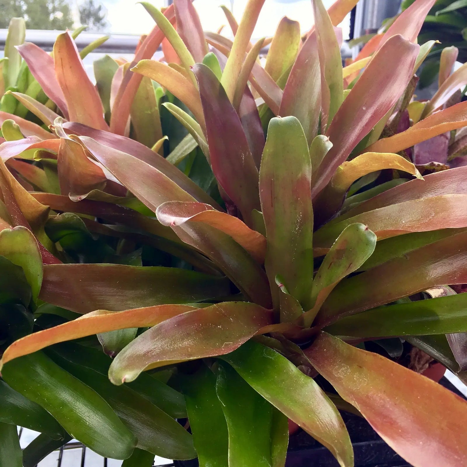 Buy Nidularium 'Fireball' online