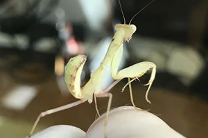 Mantis For Sale