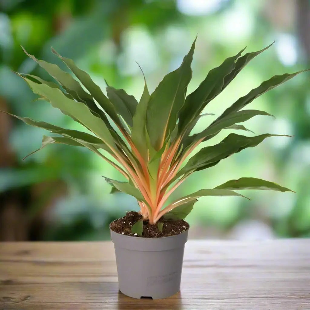 Buy Orange Spider Plant (Chlorophytum comosum) online