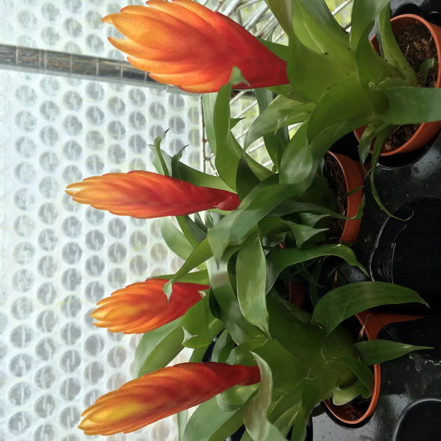 Buy Orange Spike Bromeliad (Vriesea 'El Dorado') (PPL460) Online at £6.64 from Reptile Centre