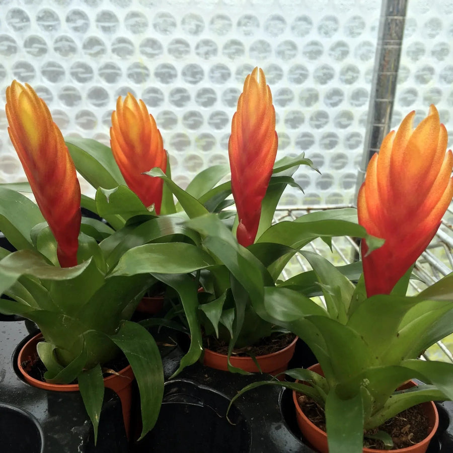 Buy Orange Spike Bromeliad (Vriesea 'El Dorado') (PPL460) Online at £6.64 from Reptile Centre