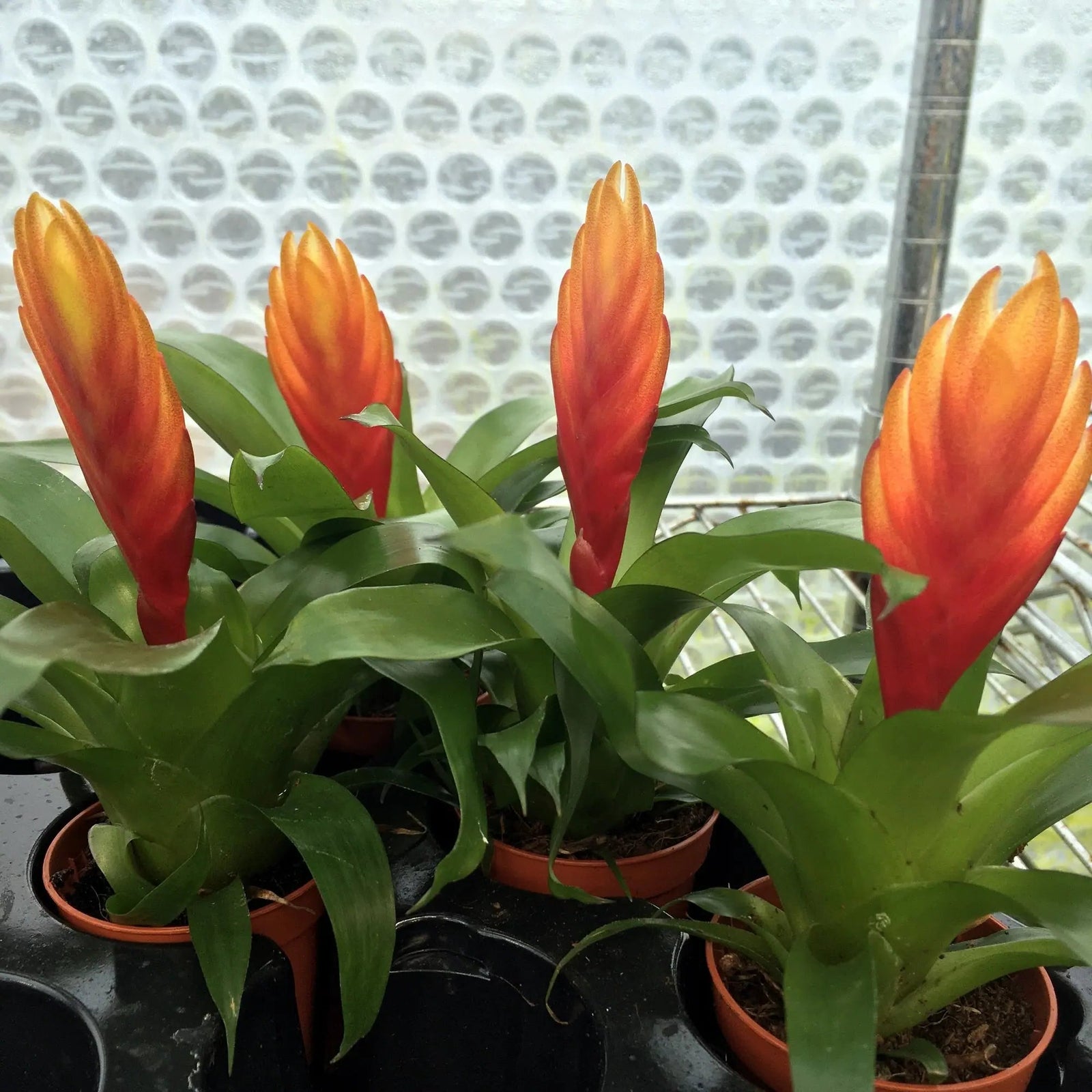 Buy Orange Spike Bromeliad (Vriesea 'El Dorado') online