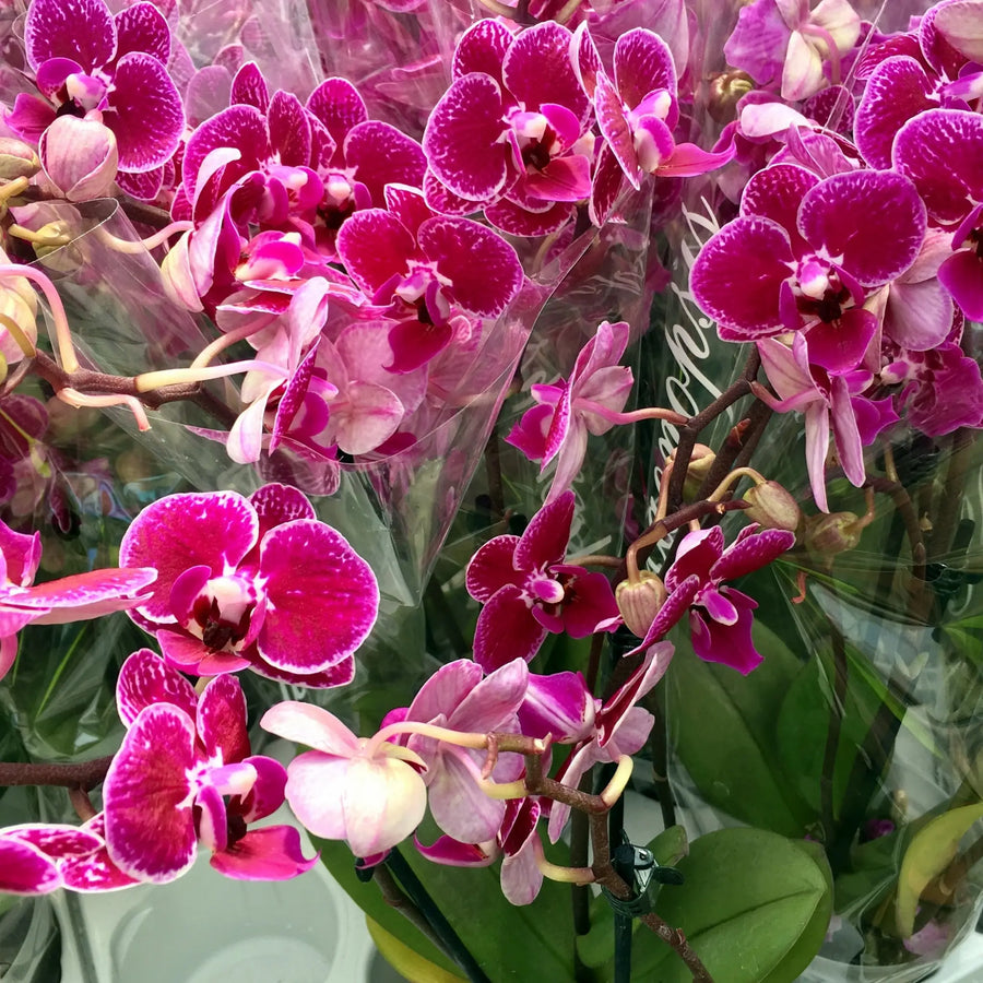 Buy Orchid Purple (Phalaenopsis sp.) (PPL419) Online at £13.29 from Reptile Centre