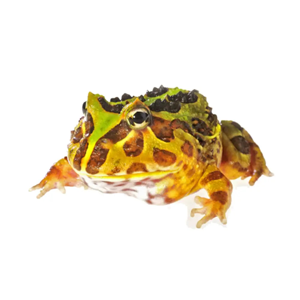 Buy Pacman Frog Setup online