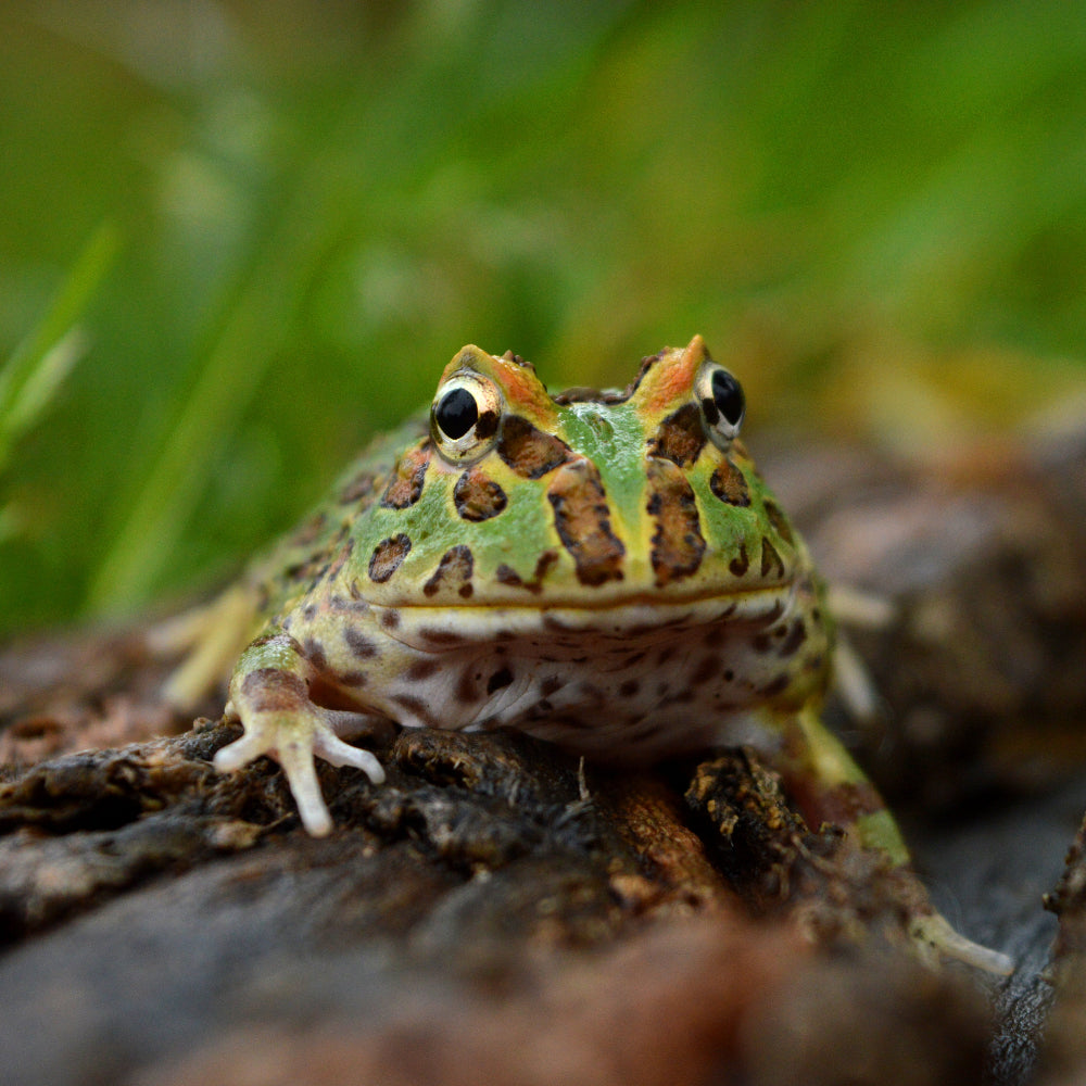 Argentinian Horned Frog, aka Pacman Frog, climbing over a wet log against a backdrop of tall grass.