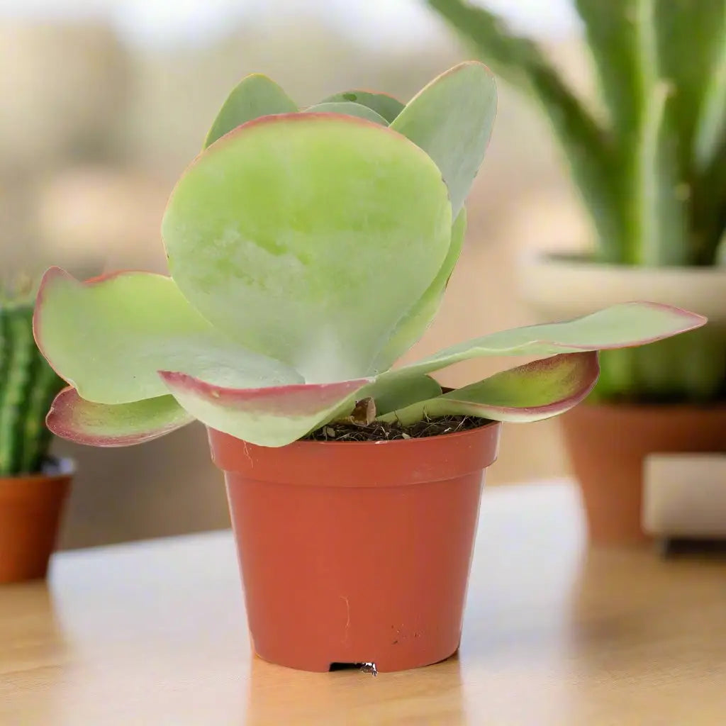 Buy Paddle Plant 'Red Lips' (Kalanchoe thyrsiflora) online