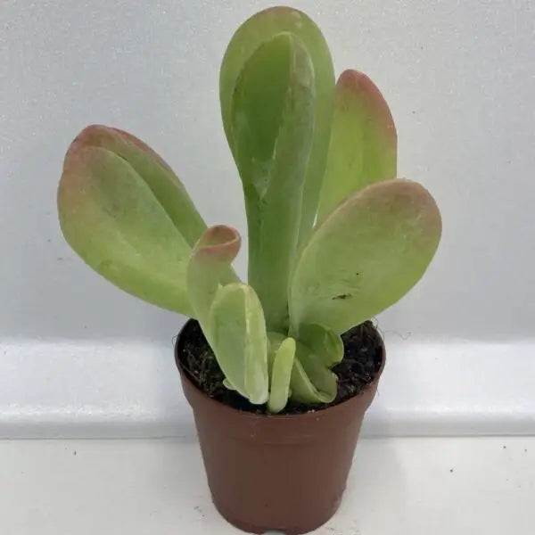 Paddle Plant 'Red Lips' (Kalanchoe thyrsiflora)