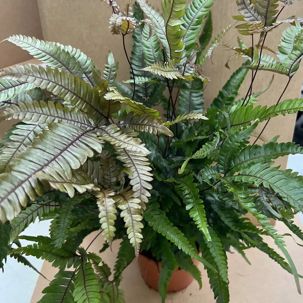 Buy Painted Brake Fern (Pteris quadriaurita tricolor) online