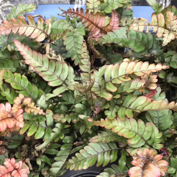 Buy Painted Brake Fern (Pteris quadriaurita tricolor) (PPL291S) Online at £4.74 from Reptile Centre