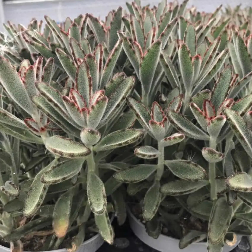 Buy Panda Plant (Kalanchoe tomentosa) (PPL053L) Online at £9.49 from Reptile Centre