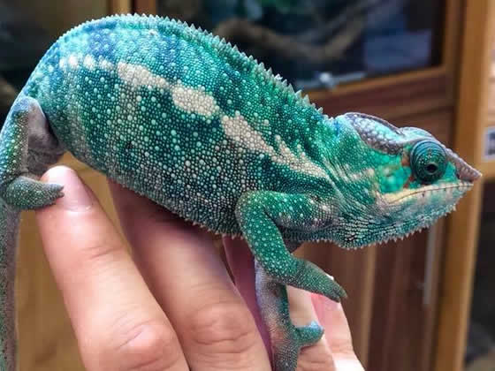 Panther chameleon