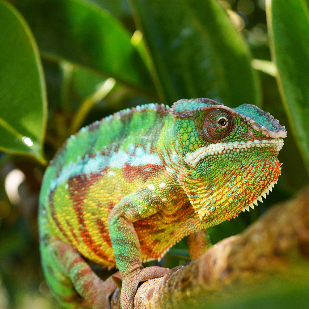 A panther chameleon walking along a brach with leaves behind it