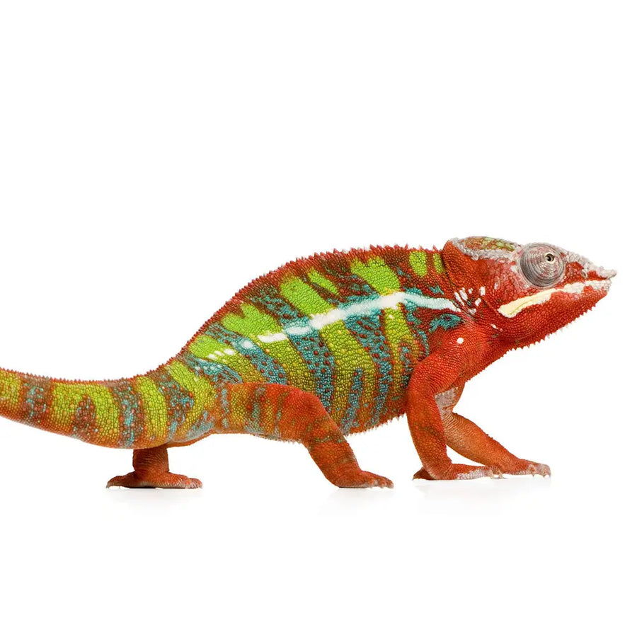 Panther Chameleon Setup