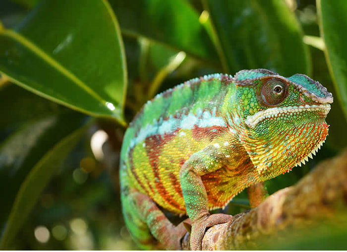 Panther Chameleon Setup