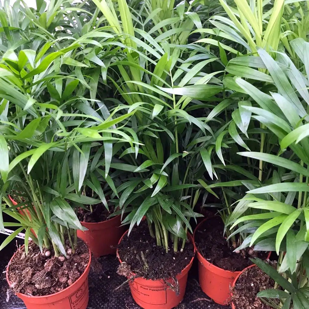 Buy Parlour Palm (Chamaedorea elegans) online